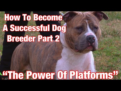 How To Become A Successful Dog Breeder Part 2