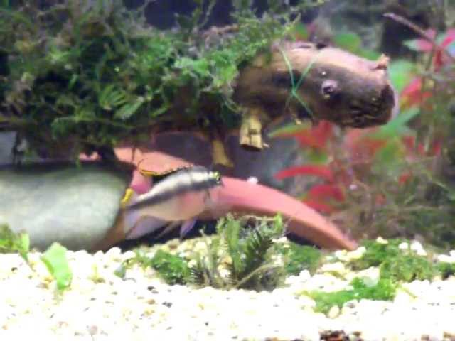 Gavinporter2012 My Tropical Fish Tank with Kribensis aka Pelvicachromis Pulcher 2