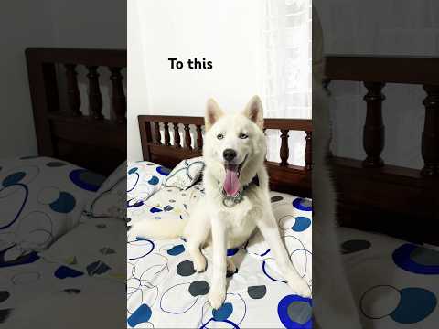 Those puppy days are long gone🥹❤️ #husky #whitehusky #trending #trendingvideo