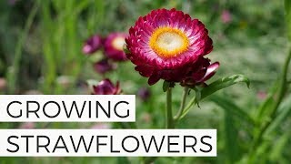 How to Grow Strawflowers from Seed - Growing Cut Flower Gardening for Beginners