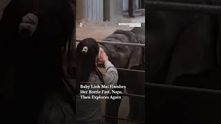 Meet Linh Mai as Baby Elephant Makes Earth Day Debut at DC’s National Zoo