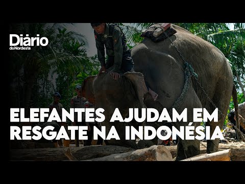 Elefantes ajudam em resgate após tragédia de enchentes na Indonésia