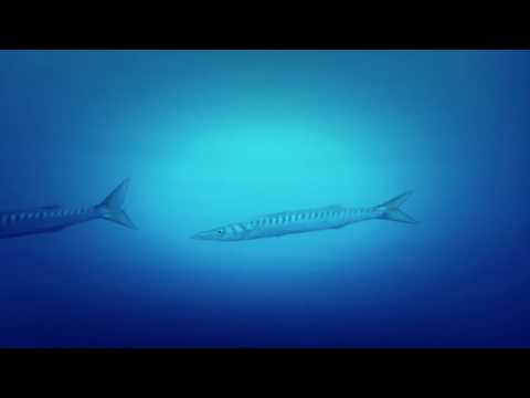Sleepyard - Blue Barracuda