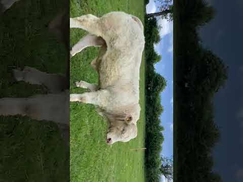 14 month cf52 Charolais Bull - Image 2
