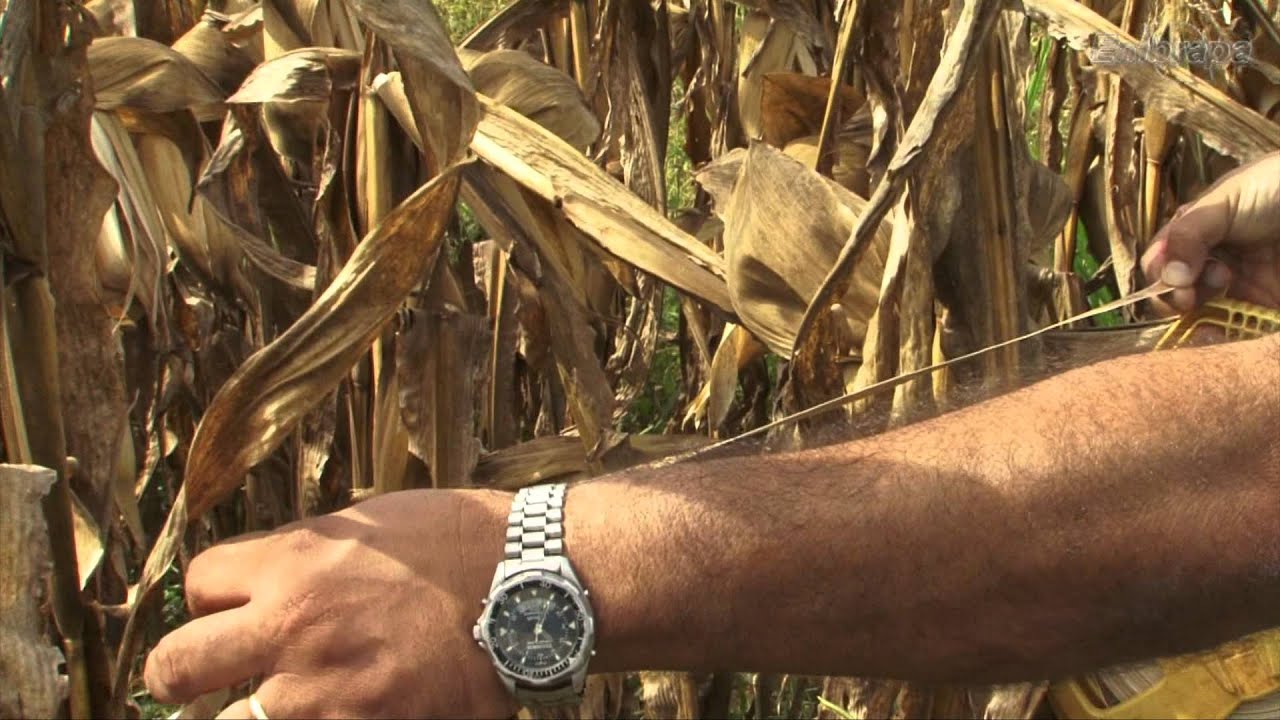 Espaçamento e densidade de plantas no plantio de milho