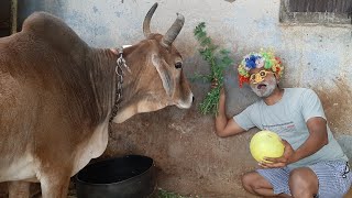 Meri gaiya aati hai.. || The Romesh || Children's entertainment video