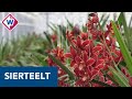 Sierteeltsector krabbelt langzaam op uit coronacrisis - OMROEP WEST