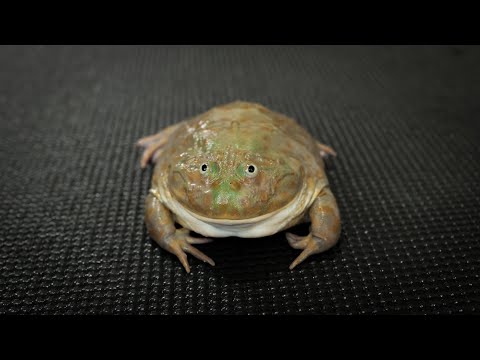 It is Wednesday, my dudes. Budgett's Frog