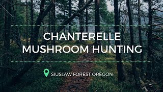 preview picture of video 'Chanterelle Mushroom Hunting in Siuslaw National Forest Oregon Vlog | The Adventures of Paul and Sue'
