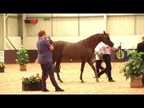 Memories of UKIAHS 2019 - UK International - Part 5 - Stallions, 11-16 years old