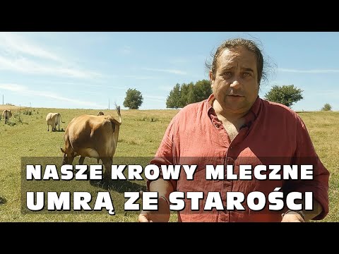 , title : '„Nasze krowy mleczne umrą ze starości” - Wycieczka po gospodarstwie Dębnik 52, Małopolska'