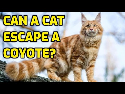 YouTube video about: How to keep coyotes away from cats?