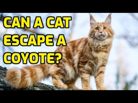 How To Keep Cats Safe From Coyotes