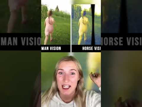 HOW ANIMALS SEE THE WORLD WITH THEIR EYES 👀