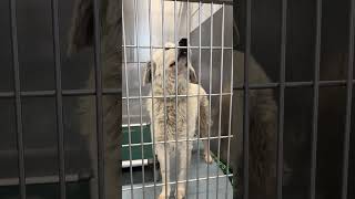 Video preview image #1 Great Pyrenees Puppy For Sale in Pasadena, CA, USA