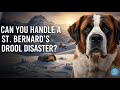 Can You Handle a St. Bernard's Drool Disaster?