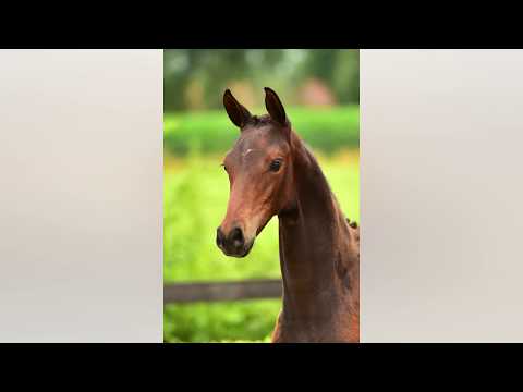 Odanse GS (Franklin x Vivaldi)