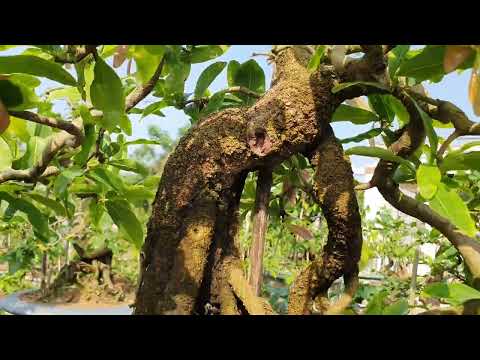 29/4 gl ae cây  chân dài trực huyền ghép cuc hoàng hậu gốc đê già su ae họp nhan lh 0985587341