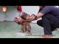 Bathtime Fun At OFI S Orphan Orangutan Care Centre Central Kalimantan Borneo