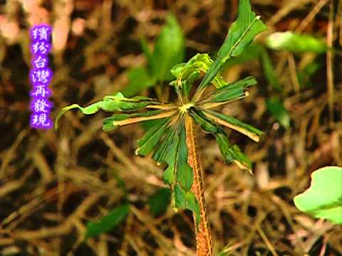 繽紛台灣再發現-第003集 阿里山之巔 大塔山