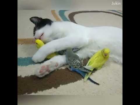 Animal love, Different animal love, #shorts, #youtubeshorts