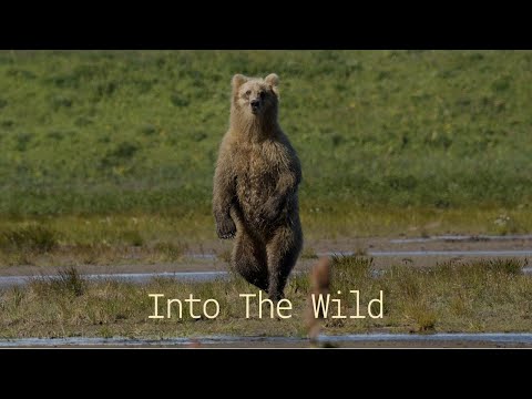 Into The Wild - The Wild Bear Dance of a Brown Bear at Volcano Bay, Alaska