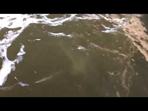 Big alligator gar (152 lbs) stalks and attacks catfish underwater