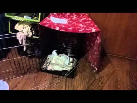 Jibber & Jabber Puppy Platimes