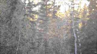 Mosquitoes in Alaska.