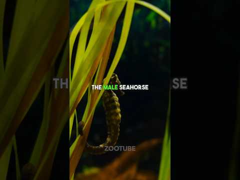 Interesting Seahorse Fact 👀 #animals #nature #science #seahorse