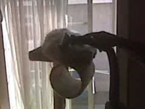 The Cracker vs. the Vacuum