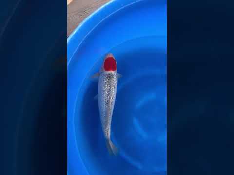 Showclass Ginrin Tancho Goshiki Koiiimport Herbst 2018 Koiland Kehr