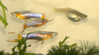 Endlers Fish Behavior