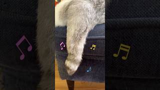 #ねこ動画 #猫のいる暮らし #猫 #cat #猫のいる生活 #かわいい猫 #キジトラ#茶白猫 #日常 #田舎暮らし #田舎#動物に囲まれて#癒し#犬#黒ラブ#黒ラブ15歳#dog#癒し#尻尾