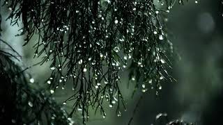 Download lagu Yaroslav Nikitin and Sergey Kuznetsov - Waltz Rain (1 hour version) mp3