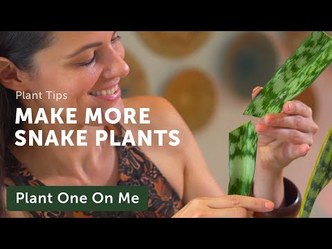 Propagate SNAKE PLANTS, Five Ways — Ep 201