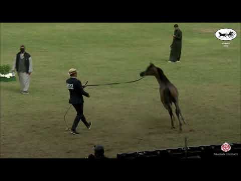 N 104 AL ARYAM BARJES   PSAIAHF 2022   Yearling Colts Class 4A