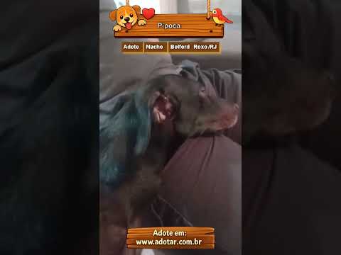 Vídeo de Pipoca