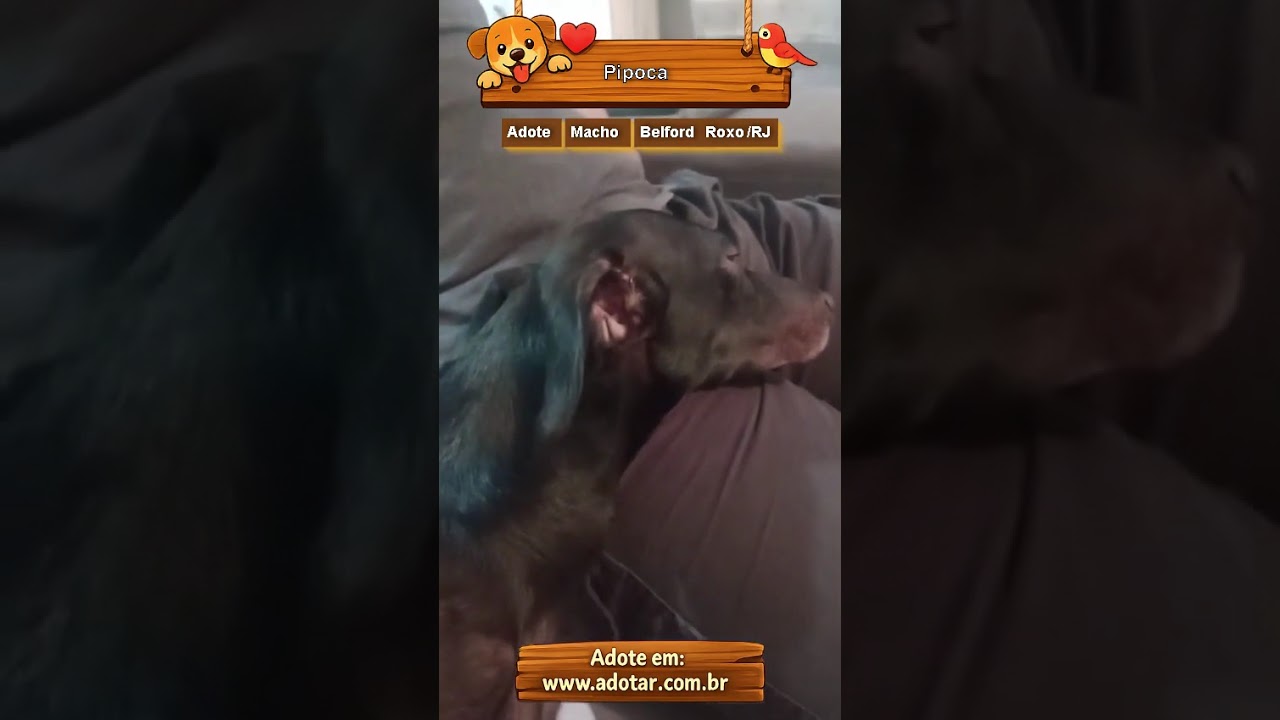 Cachorro raça SRD-ViraLata idade 2 anos nome Pipoca