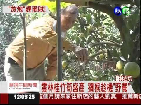 獼猴偷吃筍 "竹筒砲車隊"伺候!