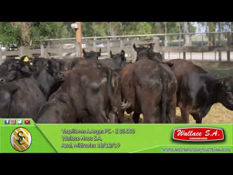18-12-19 - Venta de Vientres - Wallace Hnos. S.A. - Azul