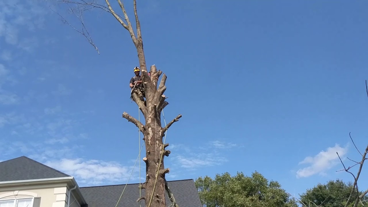 McKenzie Tree Company