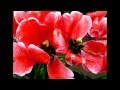 Tulips, flowers, Tulip Festival: Boyd Raeburn