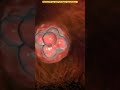Pregnancy And Embryonic Development Class 12 Biology Concepts Human Reproduction NEET 2023