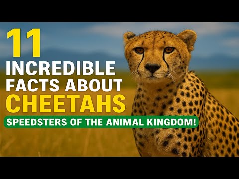 11 Mind Blowing Facts About Cheetahs