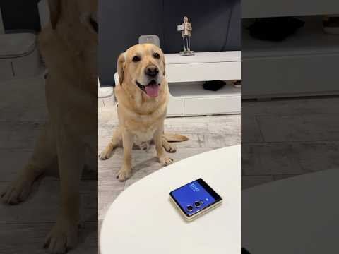 У Дени появился новый друг🐾