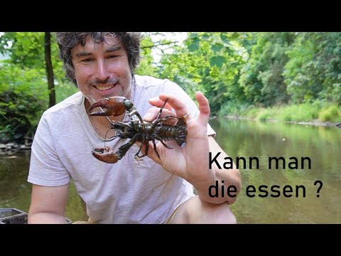 We CATCH and EAT giant freshwater crabs!