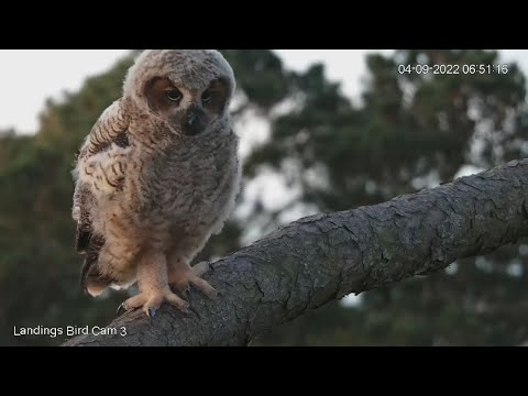 Owlet Explores Above The Great Horned Owl Nest – April 11, 2022
