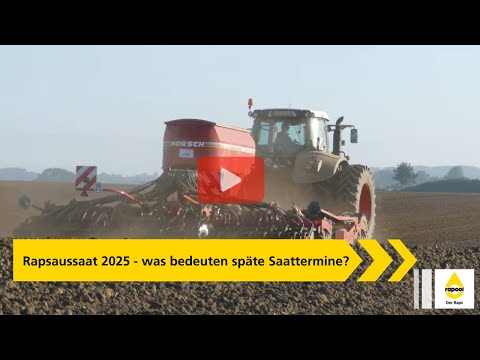 Rapsaussaat 2025 - was bedeuten späte Saattermine?
