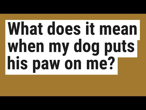 What does it mean when my dog puts his paw on me?